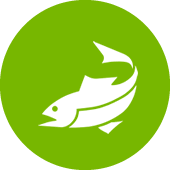 Pescado